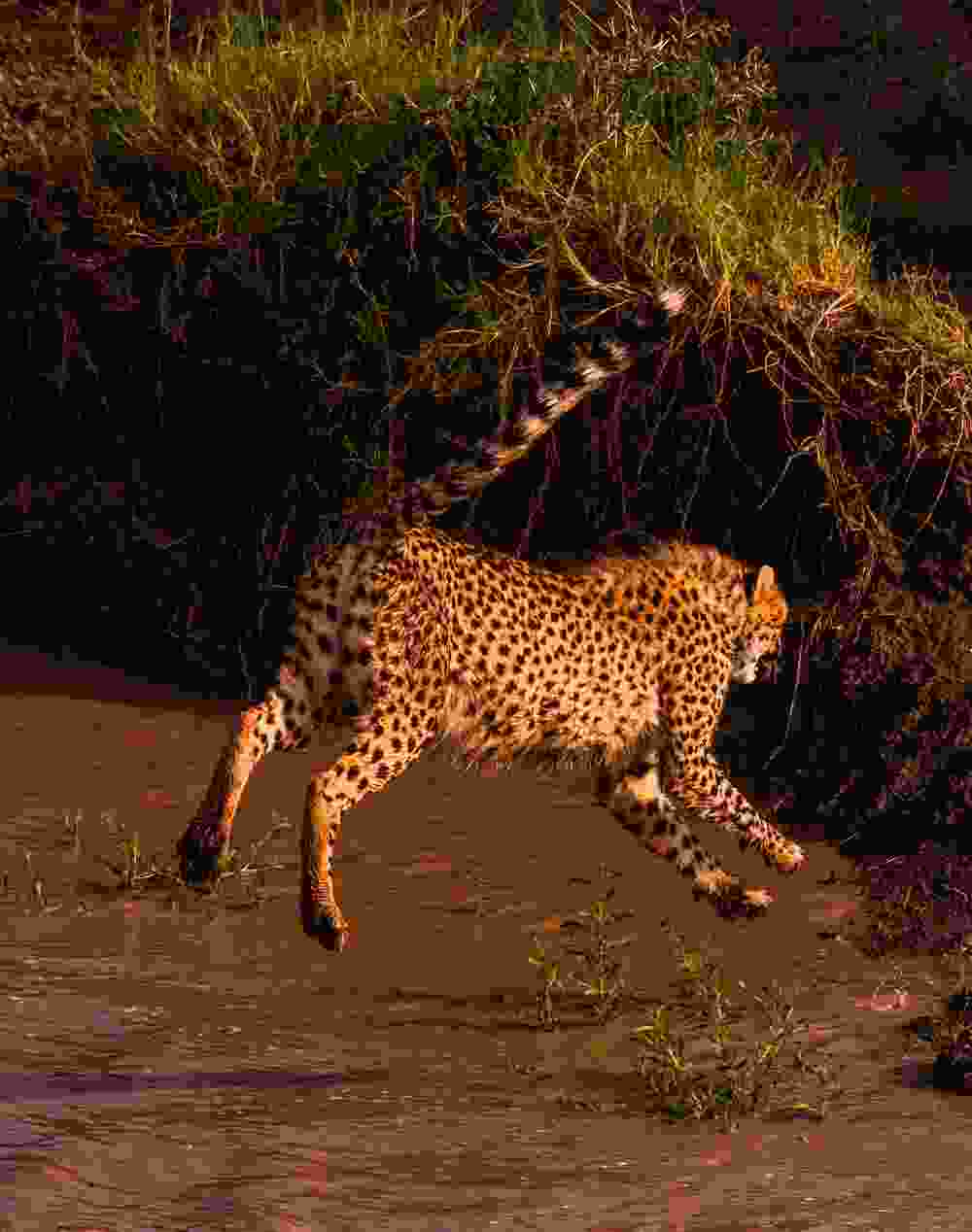 Ptlg Masai National Reserve - PTLG : Bespoke & Curated Travels!
